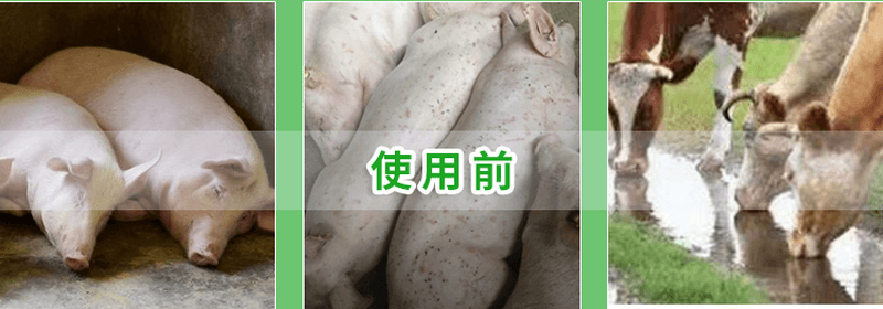 chinese patent medicine powder qingwenbaidu powder 5