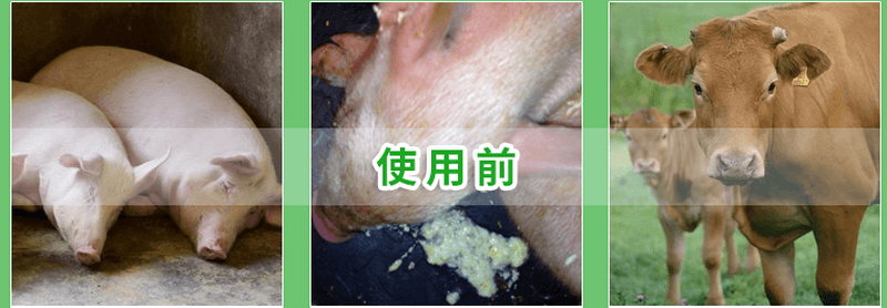 chinese patent medicine powder small bupleurum powder 5