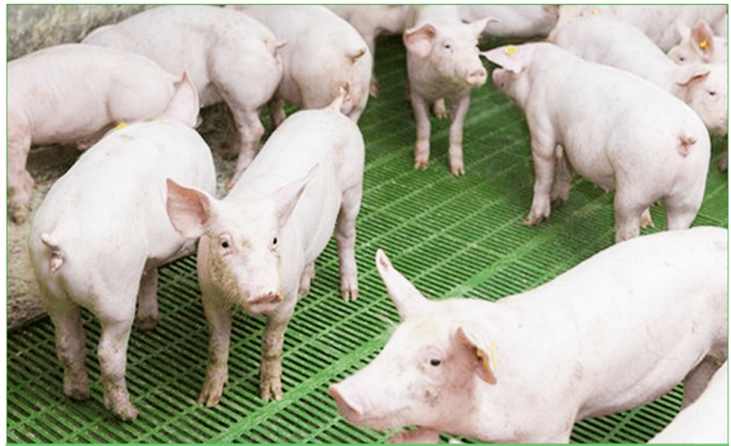 feed additives huajiaomubao for pigs 6